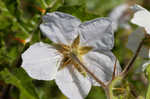 Sticky nightshade